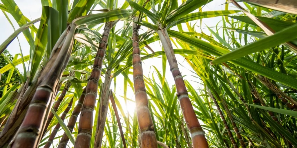 Plantação de cana de açucar