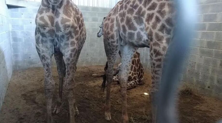 Ibama ficará responsável pela supervisão e integridade das girafas encontradas em Mangaratiba, no litoral sul do Rio