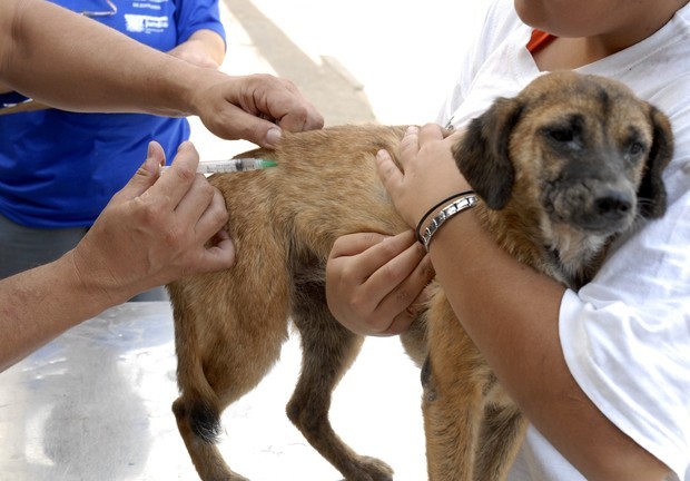 Cachorro recebe a vacina contra a raiva