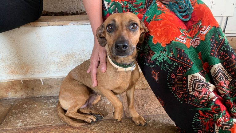 Dia do Cachorro Vira-Lata.
