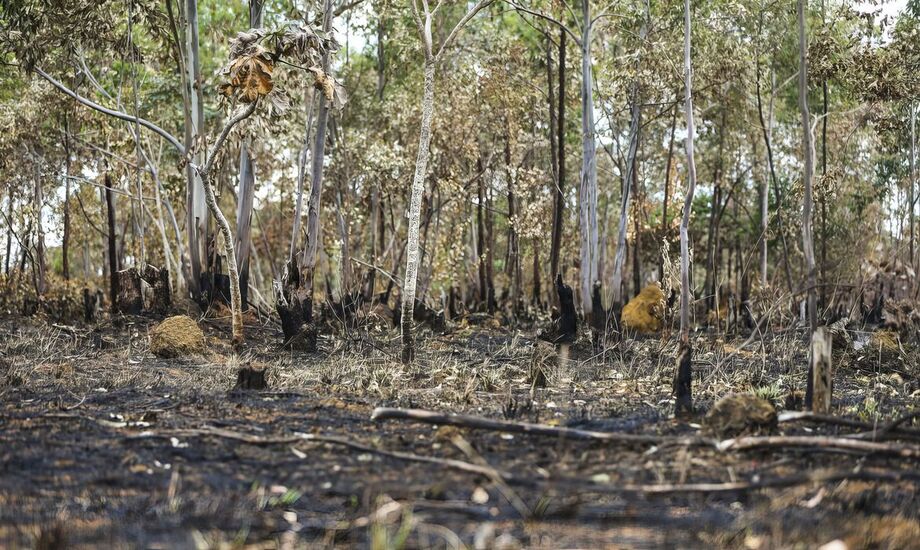 A avaliação é da organização não governamental WWF-Brasil, após a divulgação de dados do Sistema de Detecção de Desmatamento em Tempo Real (Deter), do Instituto Nacional de Pesquisas Espaciais (Inpe)