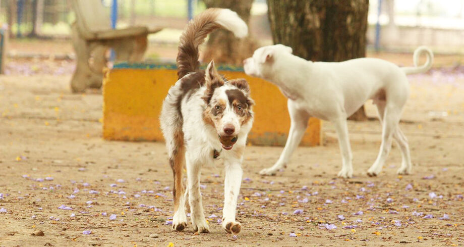 O tutor deve ir até a unidade de atendimento com o seu animal, além de documento com foto, comprovante de residência e o número do NIS atualizado.