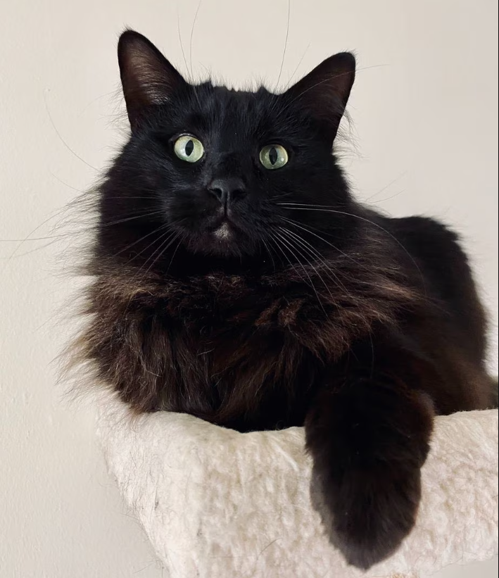 Imagem ilustrativa de um gato preto. O 'Guinness' não possui imagens de Blackie.
