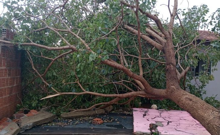 Arvore caída em residência na cidade de Dourados
