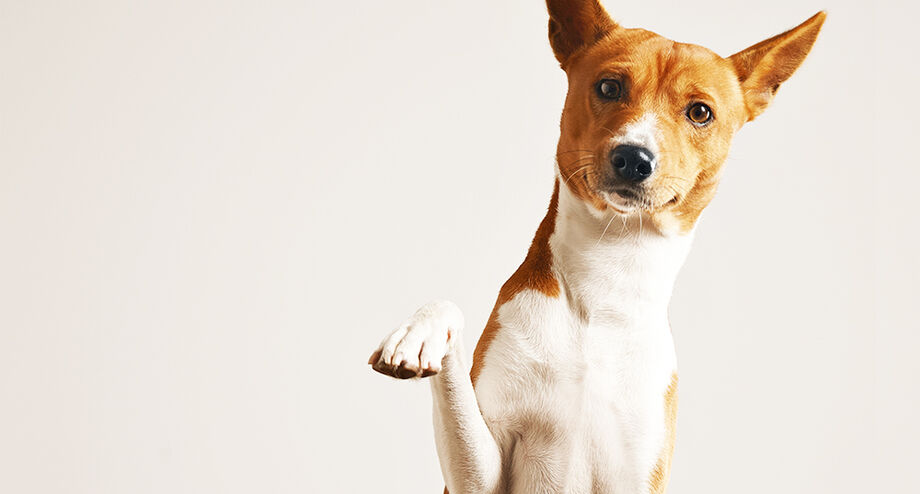Cachorro