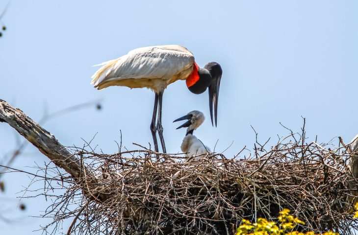 Ninho de tuiuiú, no Pantanal