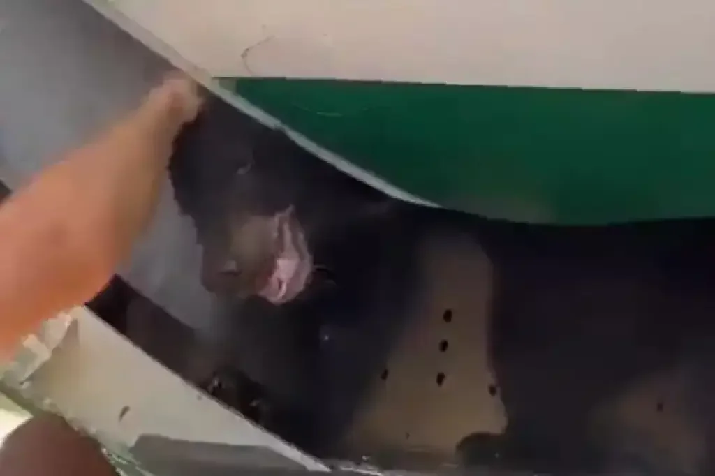 Dubai: urso foi achado no compartimento de cargas de um avião