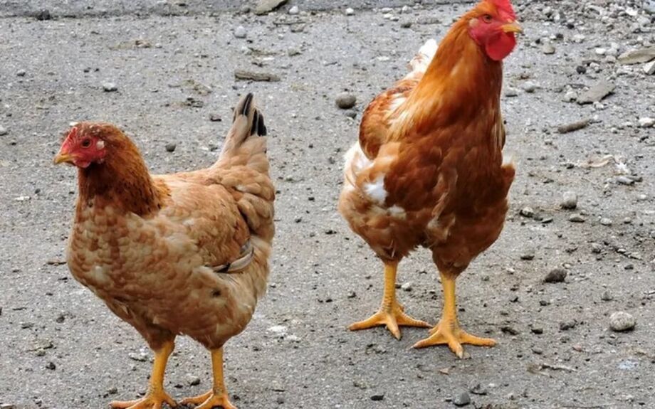 Gripe aviária: Agricultura confirma mais 2 casos em aves silvestres