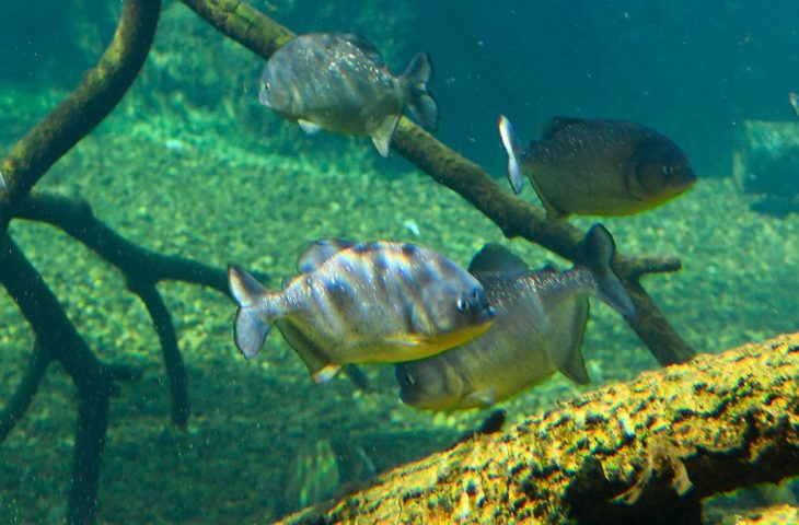 Piranhas se reproduziram em um dos tanques do complexo de água doce