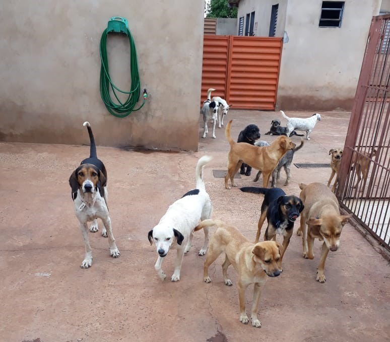 Associação de Proteção Animal é declarada utilidade publica