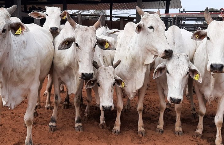 O leilão online de bovinos Nelore promovido pela SAD é uma excelente oportunidade para investidores e pecuaristas adquirirem animais de alta qualidade genética.
