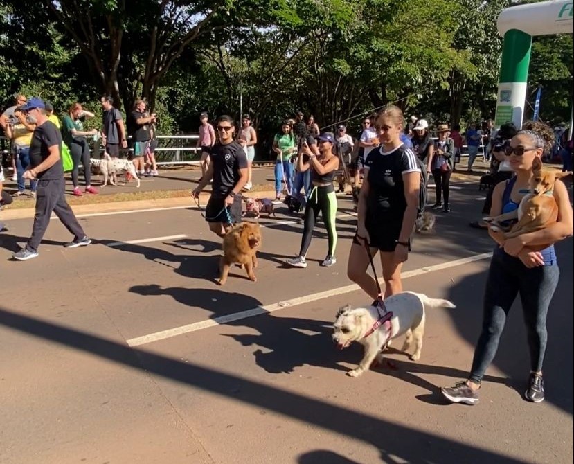 Assessoria Especial de Defesa e Proteção da Vida Animal trabalha em ações de conscientização e também no Programa Estadual de Políticas Públicas