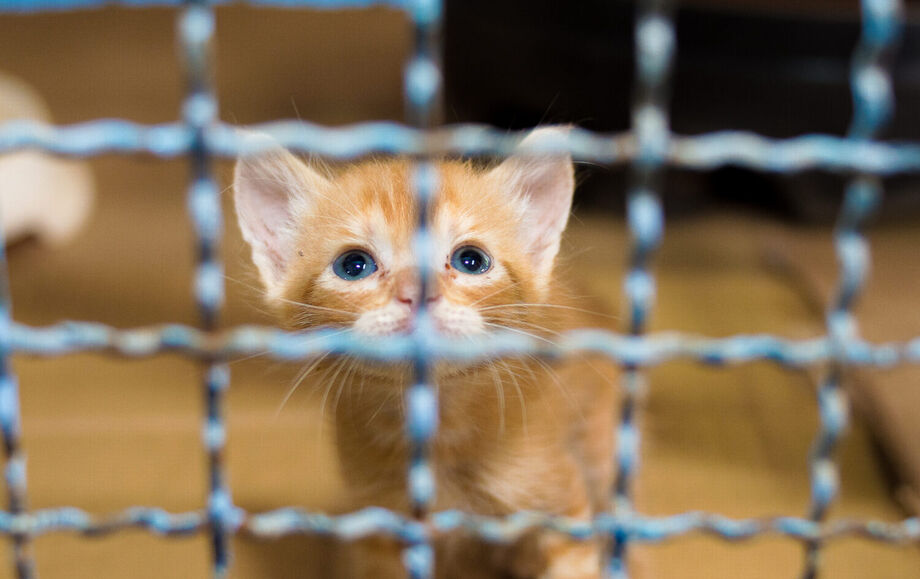 Ação de saúde no bairro Coophavilla II oferece diagnóstico e vacinação para animais