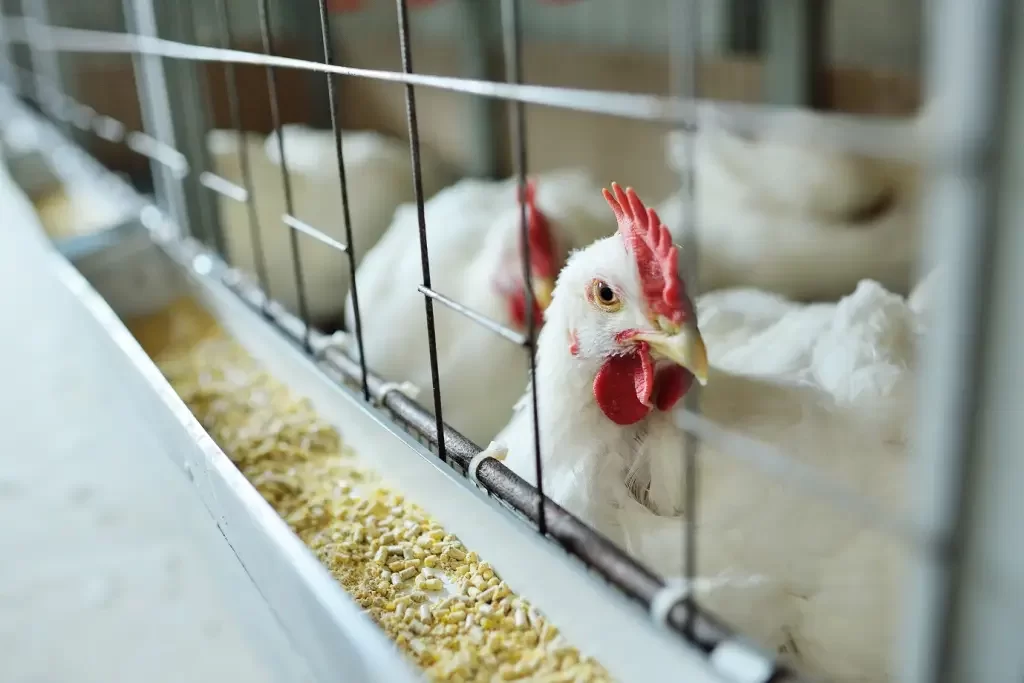 Gripe aviária: Agricultura confirma mais um caso em ave silvestre; total sobe para 95