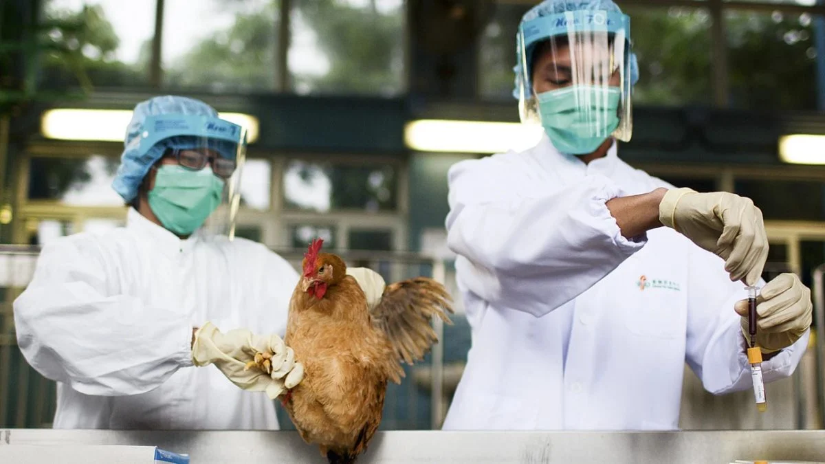Gripe aviária: Agricultura confirma mais dois casos em aves silvestres; total sobe para 97