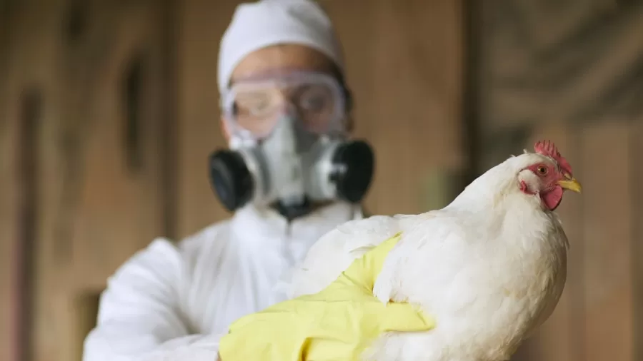 Gripe aviária: Agricultura confirma mais um caso em ave silvestre; total sobe para 100