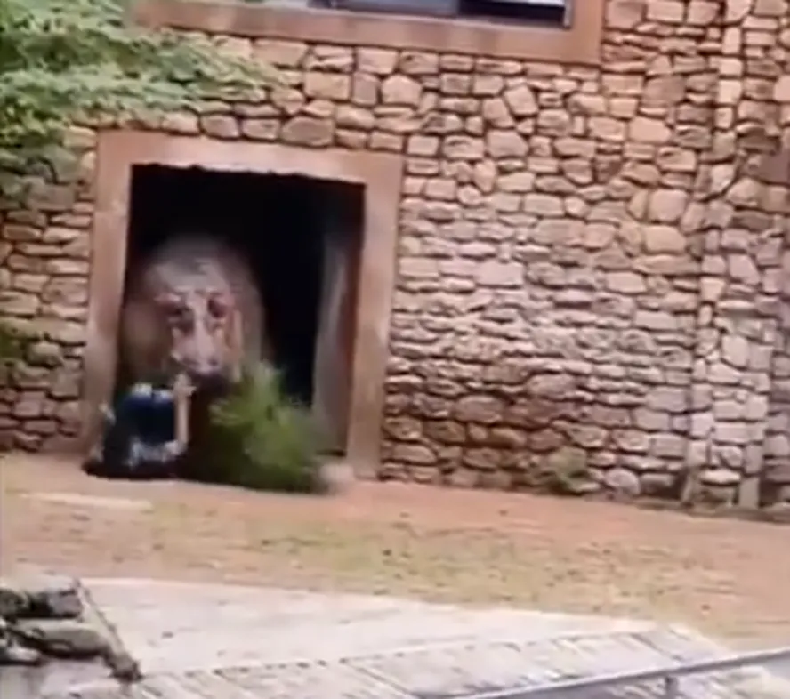 Funcionário de zoológico na China é atacado por hipopótamo