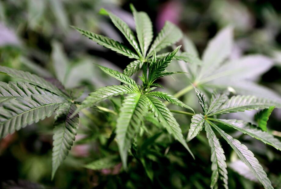 Planta de maconha