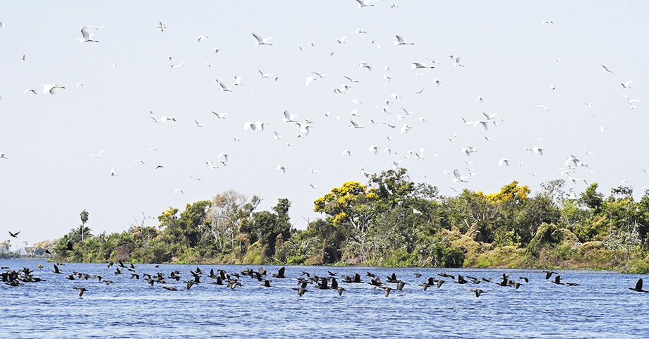 Pantanal Sul-Mato-Grossense