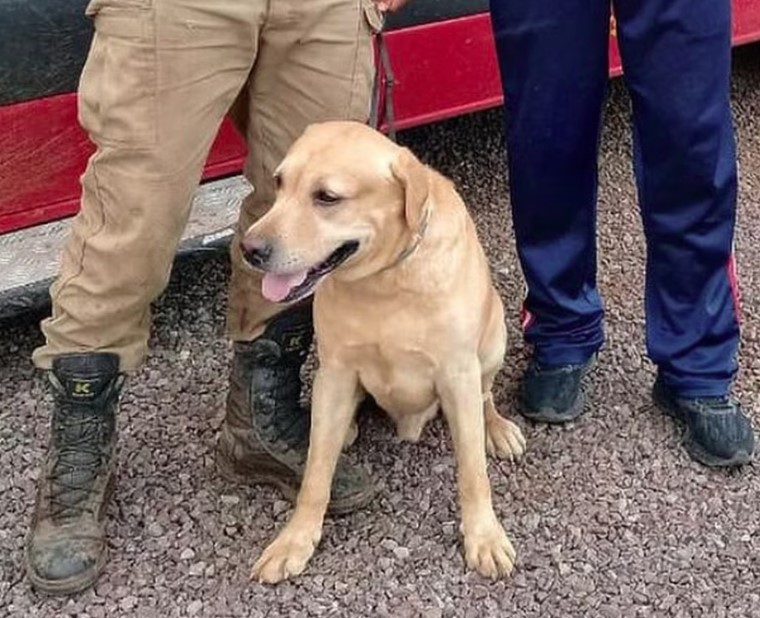 Cão de buscas Thayron morre no RS.