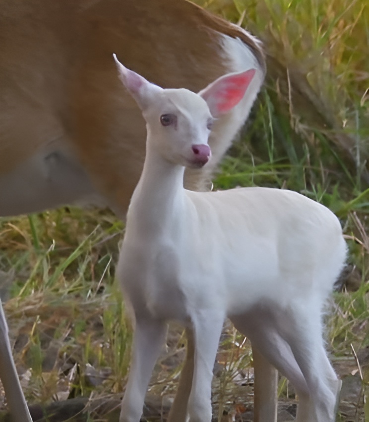 Veado albino foi encontrado no Pantanal