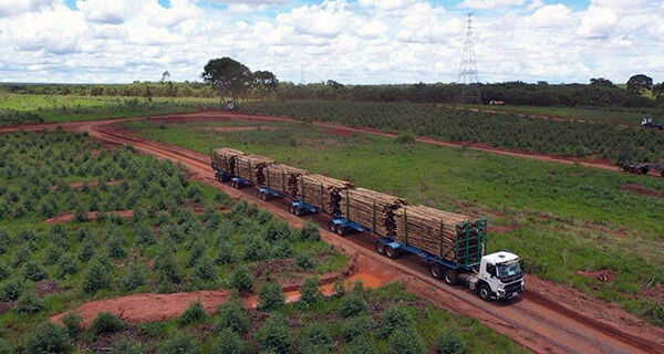 Um novo e ambicioso projeto de reflorestamento, com investimento de US$ 50 milhões (R$ 282 milhões), terá início em Mato Grosso do Sul.