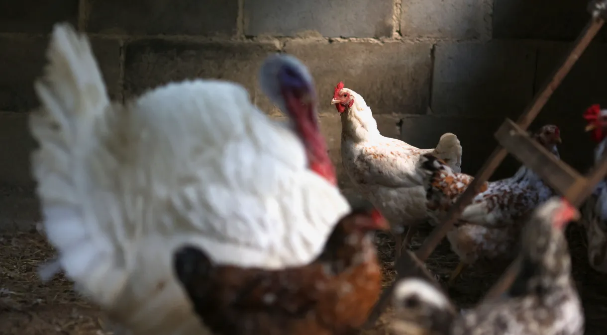 Gripe aviária: Agricultura confirma mais dois casos em aves silvestres; total sobe para 147