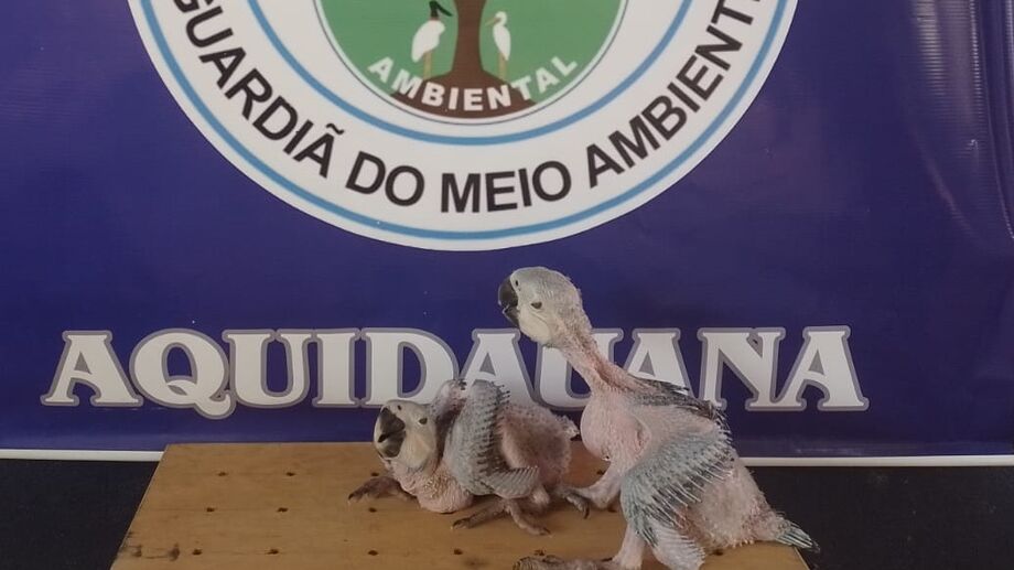Polícia resgata de filhotes de Arara-Azul feridos após queda de árvore