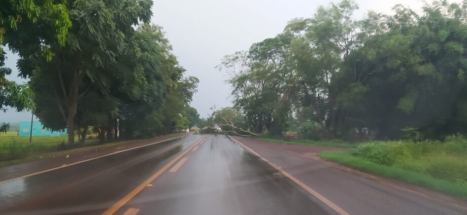 Arvore atravessada na pista da BR-376