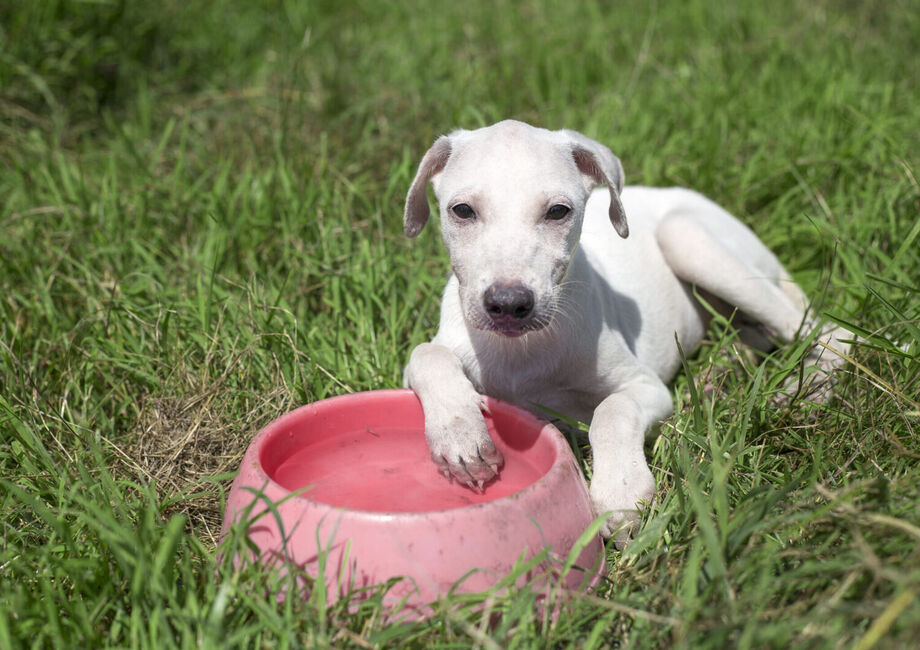 Prefeitura destaca cuidados para evitar superaquecimento em pets