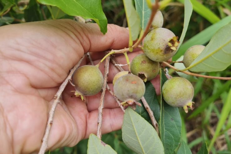 Durante seminário, serão apresentados estudos e oportunidades relativos à produção de guavira