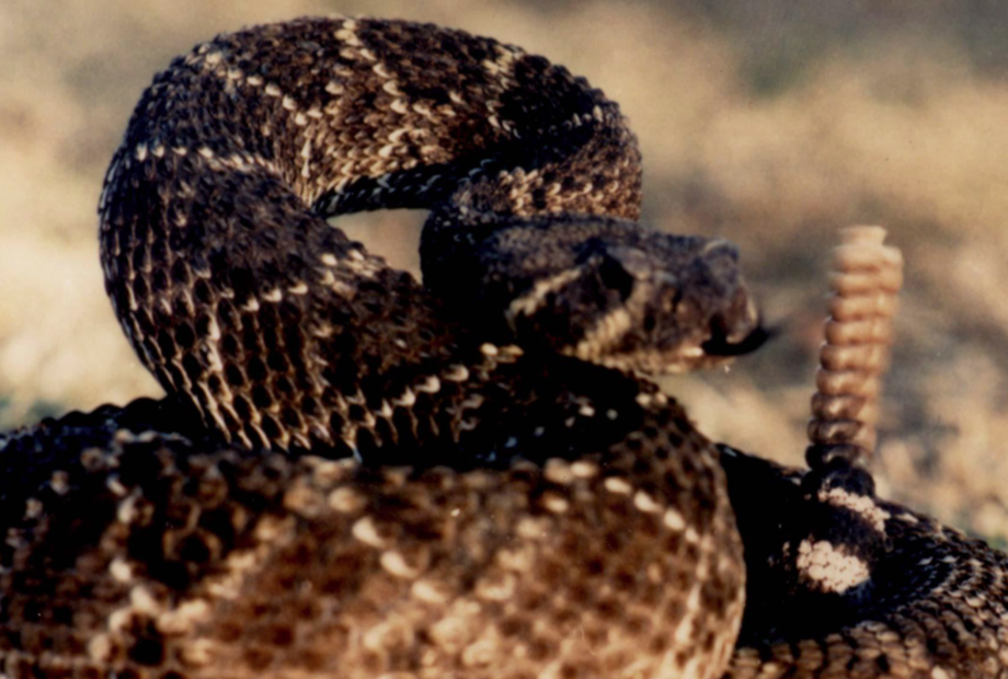 Cobra Cascavel diamante é encontrada em quintal na Florida.
