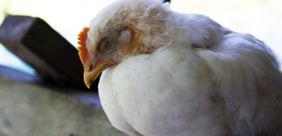Gripe aviária: Agricultura confirma mais um caso em ave silvestre; total sobe para 138