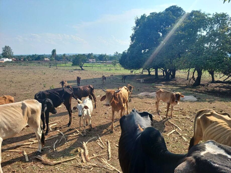 Gado desnutrido em fazenda situada no interior de Coxim.
