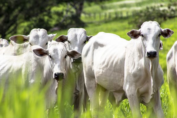 Pecuarista que mentiu sobre roubo de gado tem condenação mantida pelo TRT 24