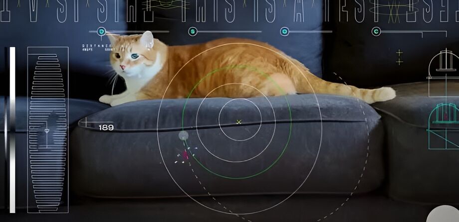 Gato Taters estrelou gravação de 15 segundos de duração
