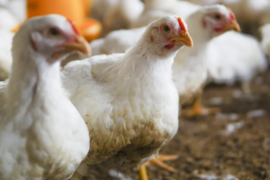 Japão retira embargo sobre importação de aves vivas do MS