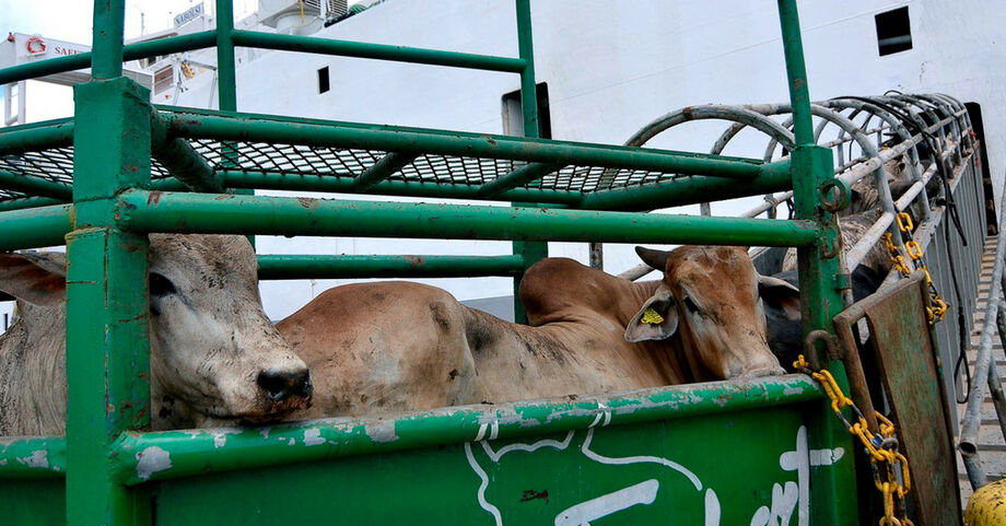 Paquistão abre mercado para bovinos vivos do Brasil;