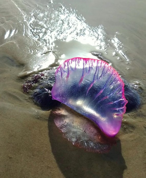 As caravelas-portuguesas, que ganharam esse nome pelo formato, que lembra as antigas embarcações, têm cores que variam do azul para o rosa, às vezes roxo