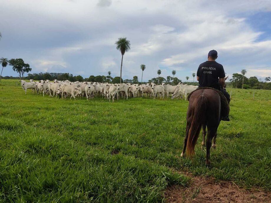 Gado roubado no Paraguai é encontrado em Bela Vista