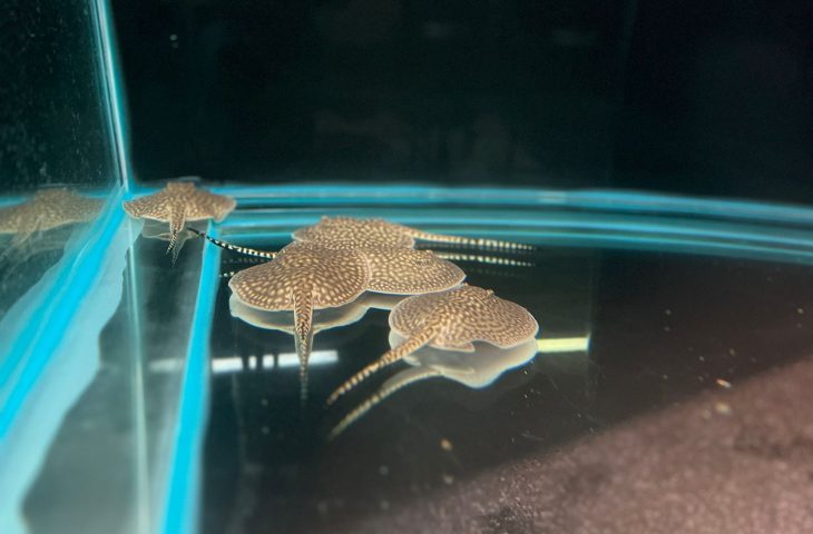 Da espécie Potamotrygon falkneri, os novos moradores do Bioparque foram encaminhados para a quarentena para receberem os cuidados necessários