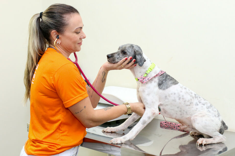 O criptorquidismo é uma condição na qual o cão ou gato apresenta apenas um ou nenhum testículo no saco escrotal