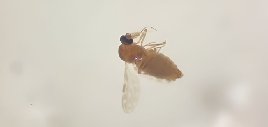 Mosquito maruim transmissor da febre Oropouche