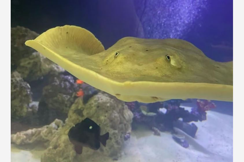 Arraia se reproduz sem macho em aquário dos EUA