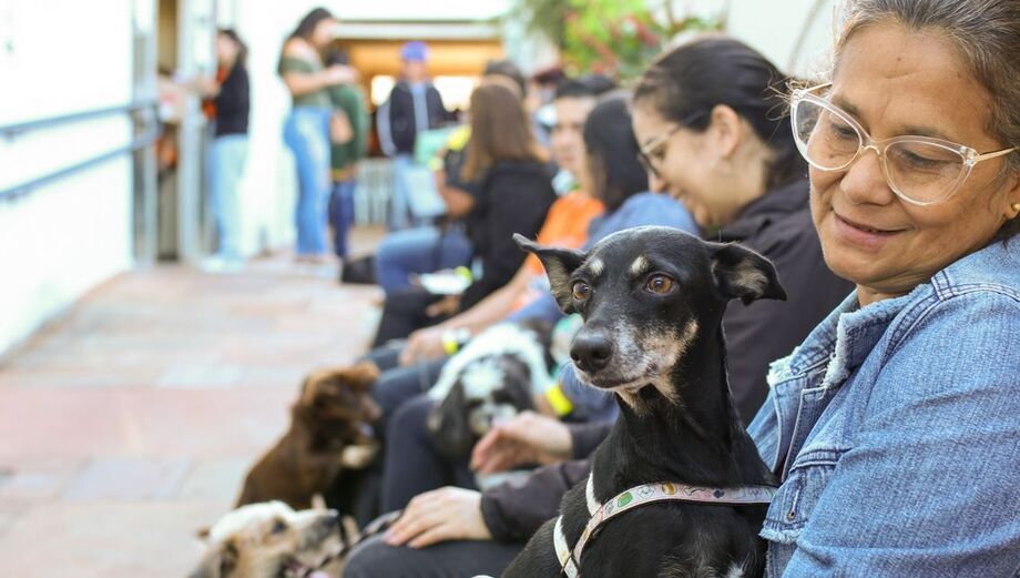 Cuidados devem ser feitos com os pets