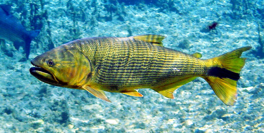 Proibida há cinco anos, pesca do Dourado em Mato Grosso do Sul pode ser liberda