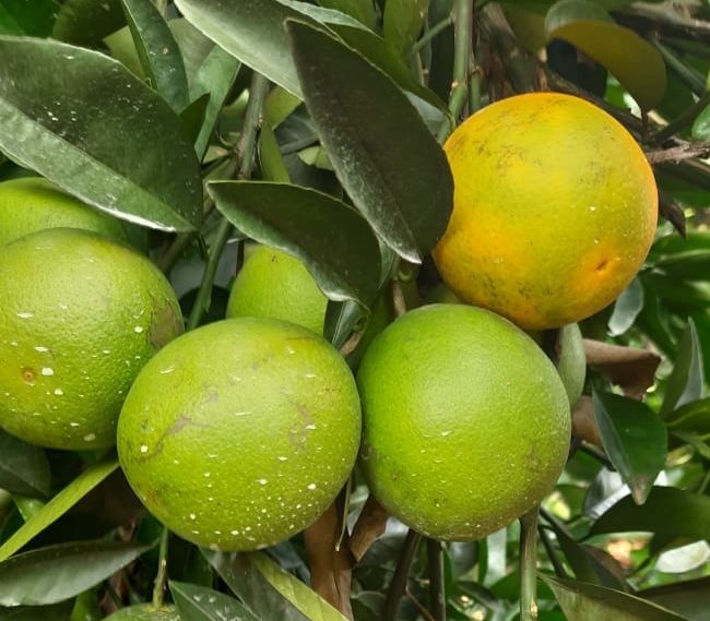 O greening afeta severamente as plantações de laranjas, limões e outros cítricos, causando queda na produtividade e perda de qualidade dos frutos.