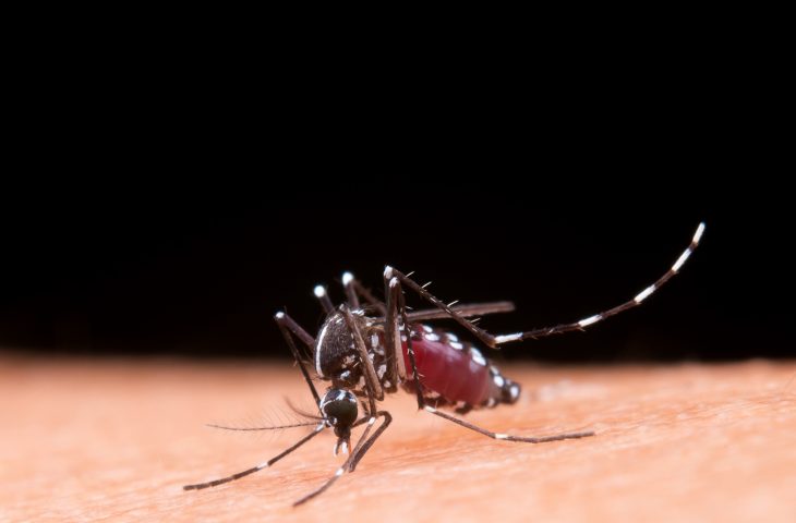 A dengue é causada pela picada da fêmea do mosquito Aedes aegypti