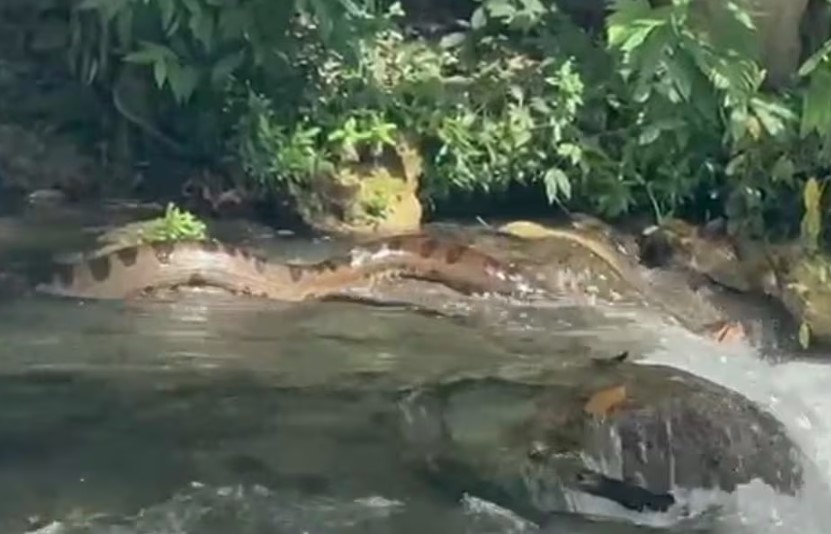 O balneário Santuário do Prata estava lotado de banhistas que trocaram a folia do Carnaval pelo ecoturismo. O empresário Márcio Luiz dos Santos conseguiu registrar em vídeo os movimentos da sucuri