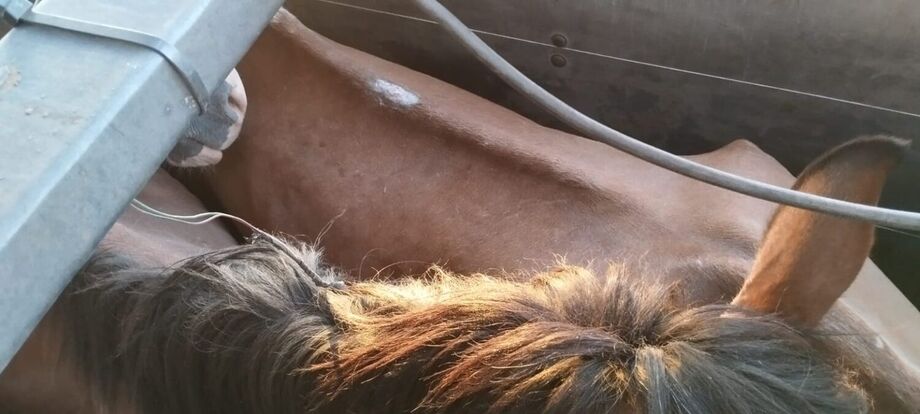 Homem é preso por comercializar cavalos ilegalmente para produção de embutidos no Paraguai